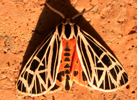 Virgo Tiger
